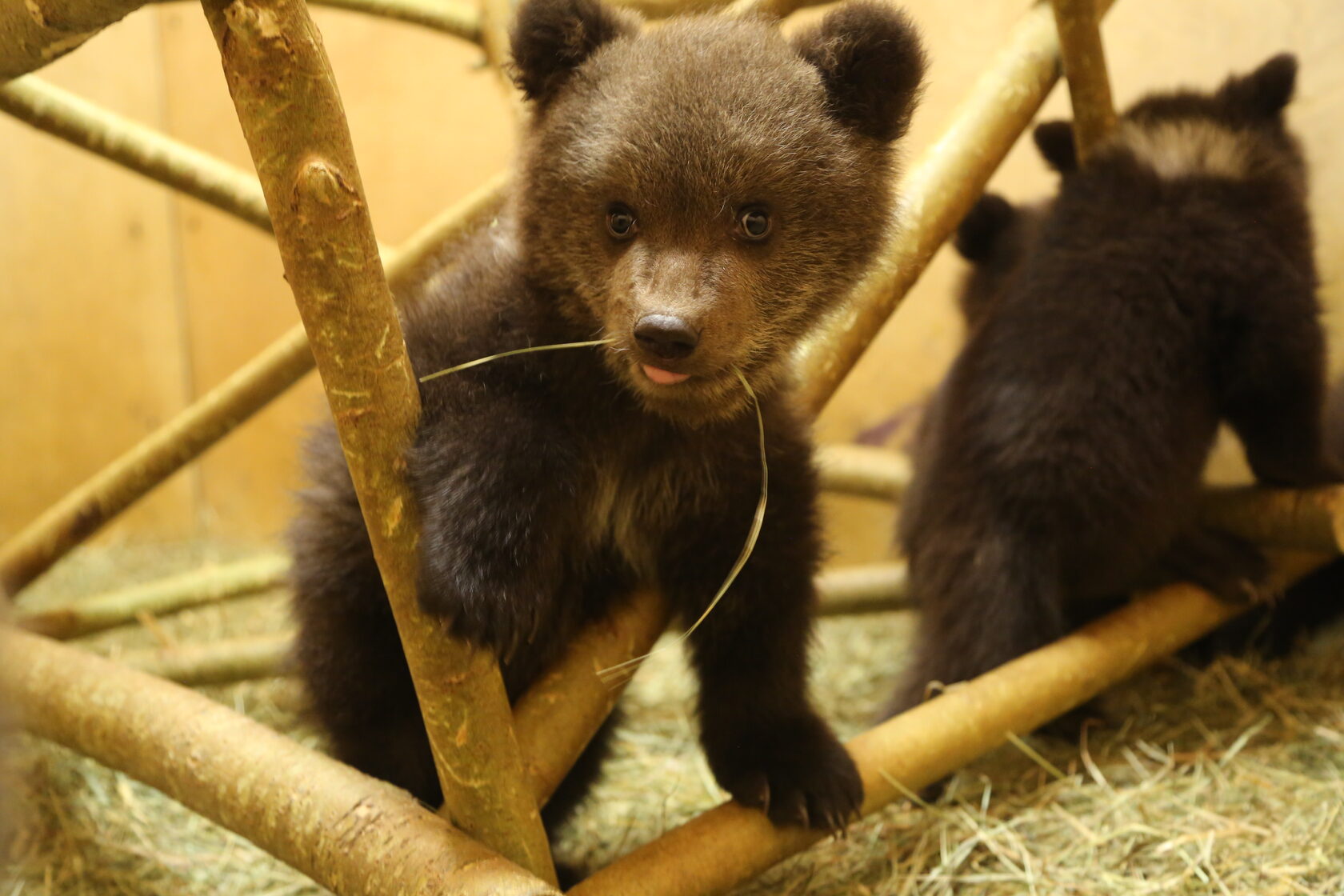 Младший мишка. Julius jr worry bear. Младший мишка. Медвежата развитие. Билли медведь.