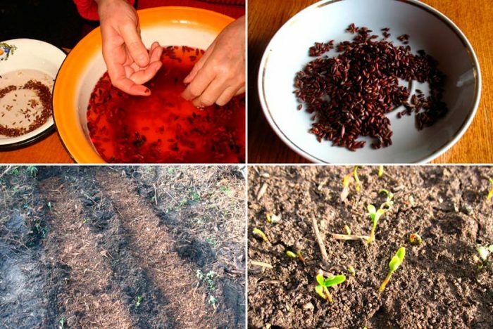 Выращивание барбариса из семян