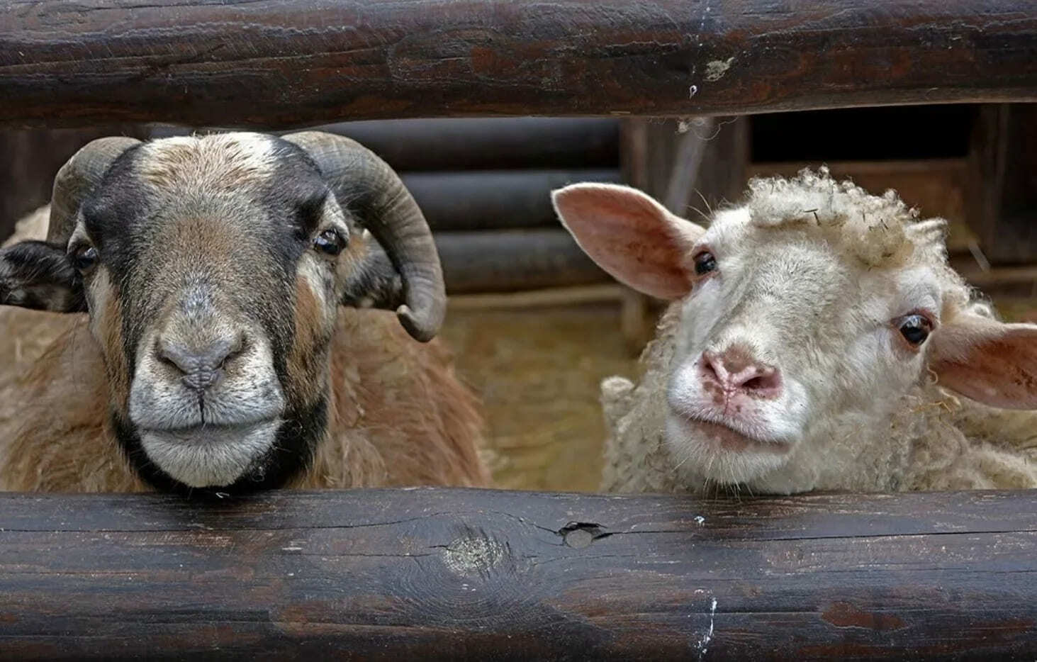 Интересные факты про овец - ТОП-10 фактов про баранов