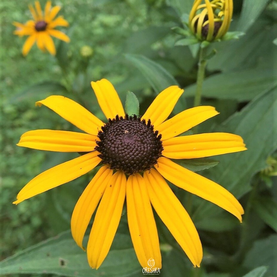 Rudbeckia Marmalade golden flowers in garden