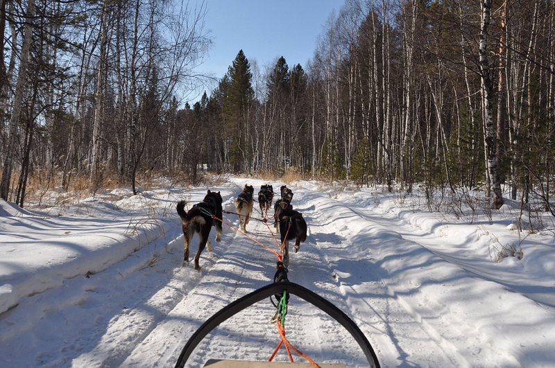 Baikal Dog-sledding Tours