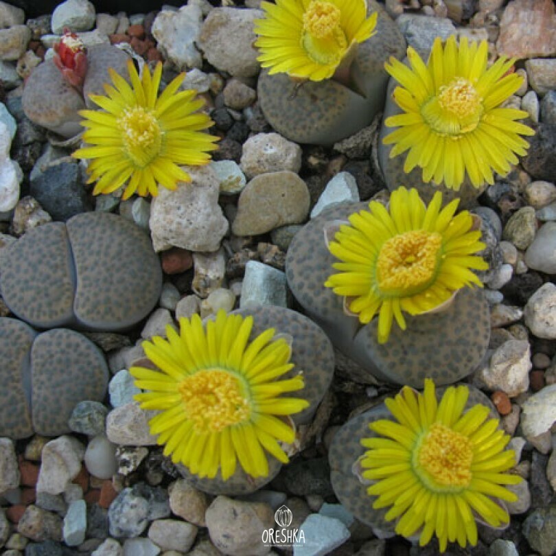 Seeds of Succulent Lithops fulviceps ''lydiae'' C 219 (Lithops fulviceps ''lydiae'' C 219) — 10 pcs