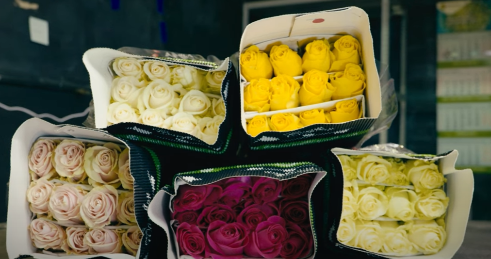 Розы от плантации Conflor