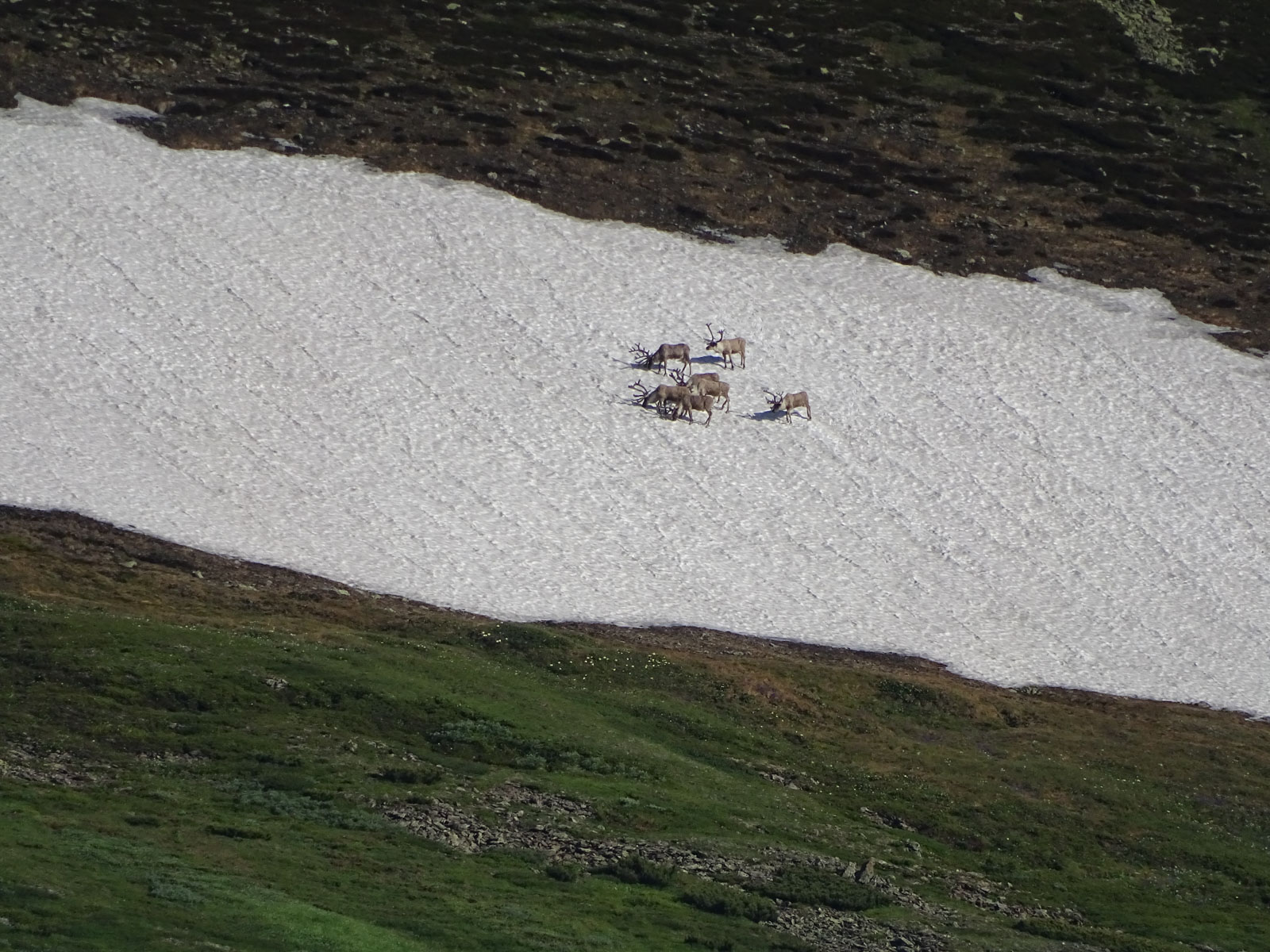 По следам северного оленя