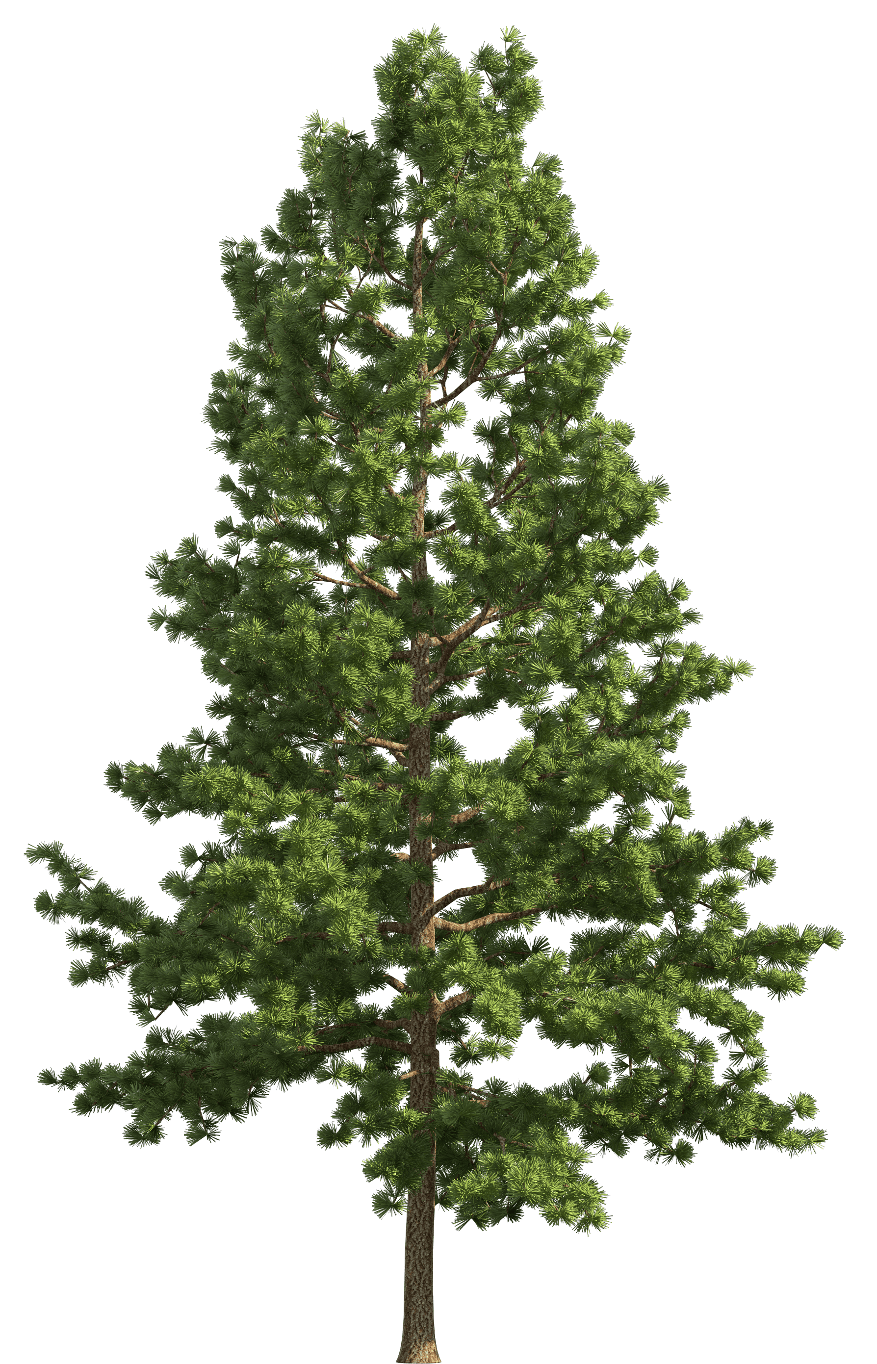    Pine Realistic Tree  