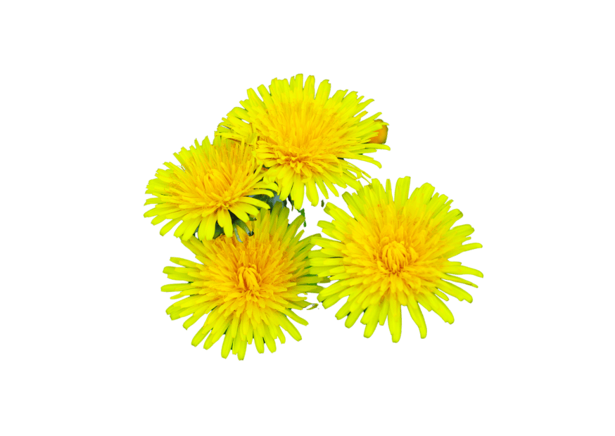 dandelion