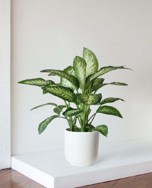 Potted plant on wooden shelf