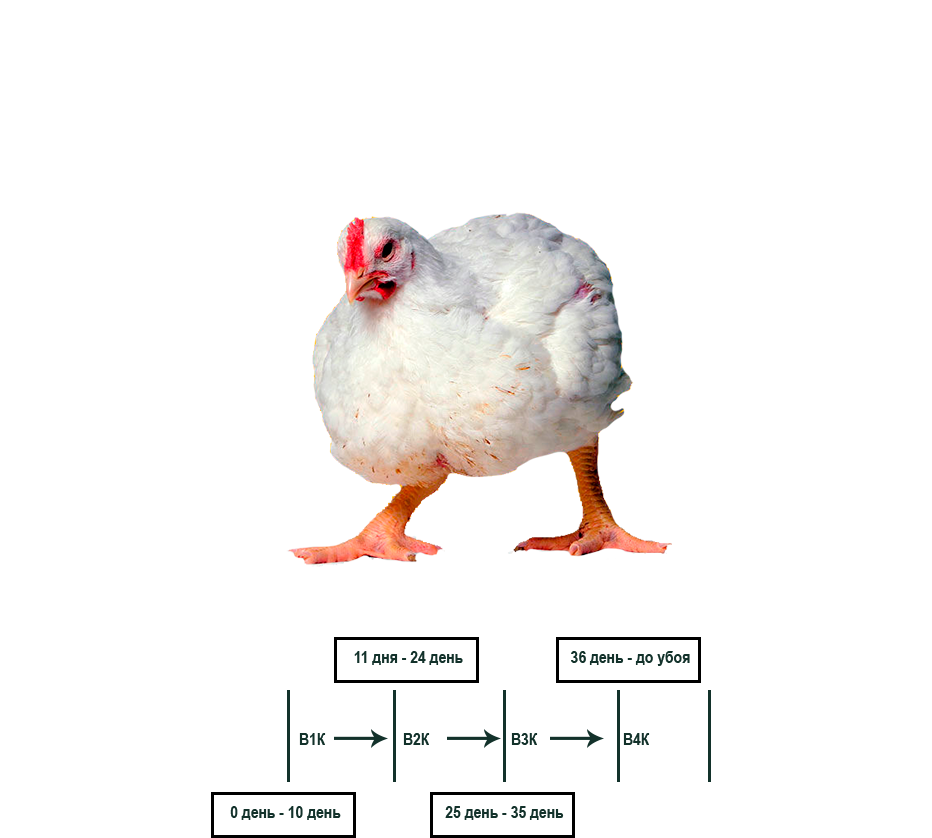 Сколько держать бройлеров до убоя. Кормление куриц. Сколько корма нужно бройлеру до забоя. Курица разбор по цвету. Рост курицы несушки в сантиметрах.