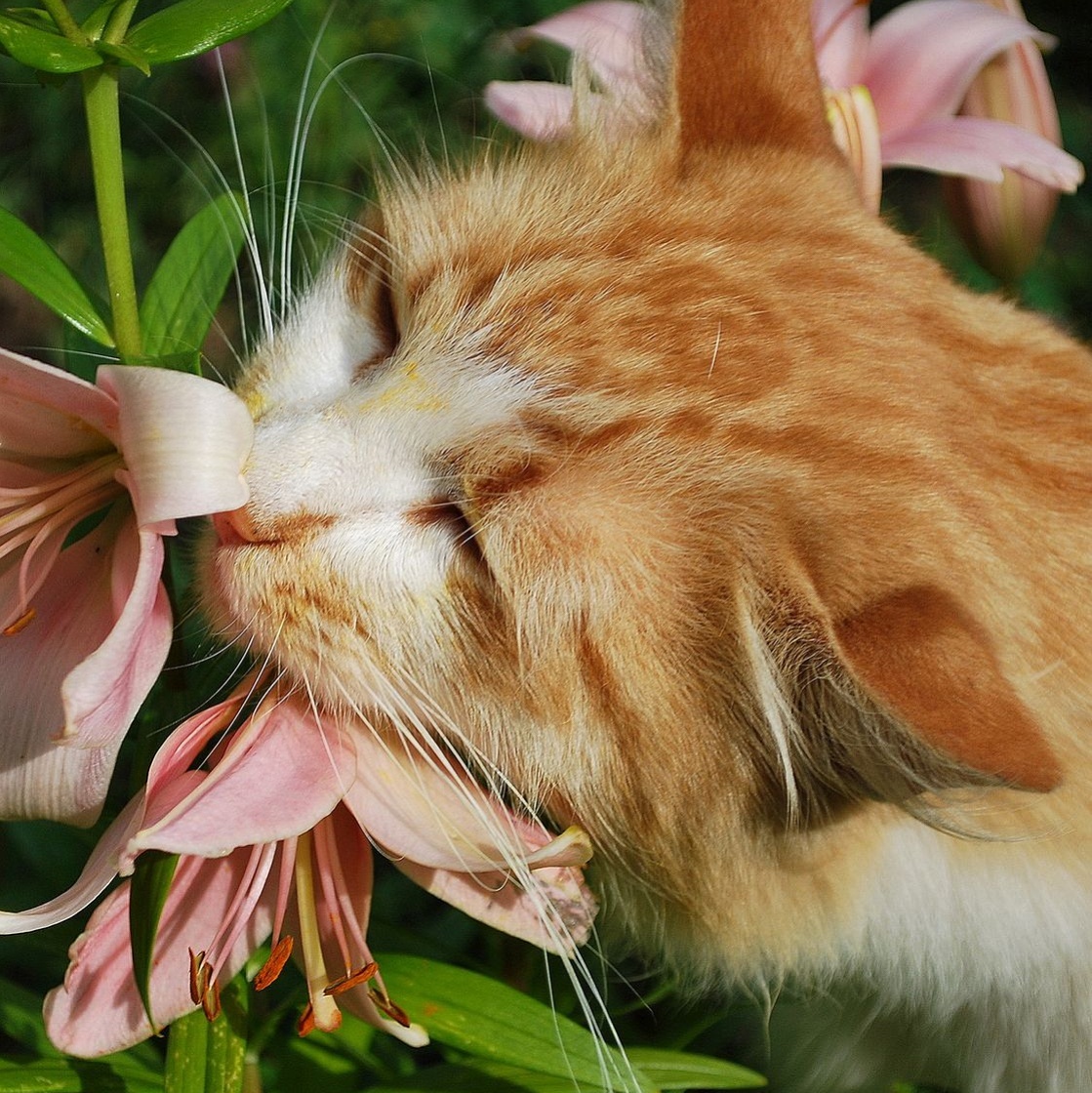 Рыжая кошка и цветы