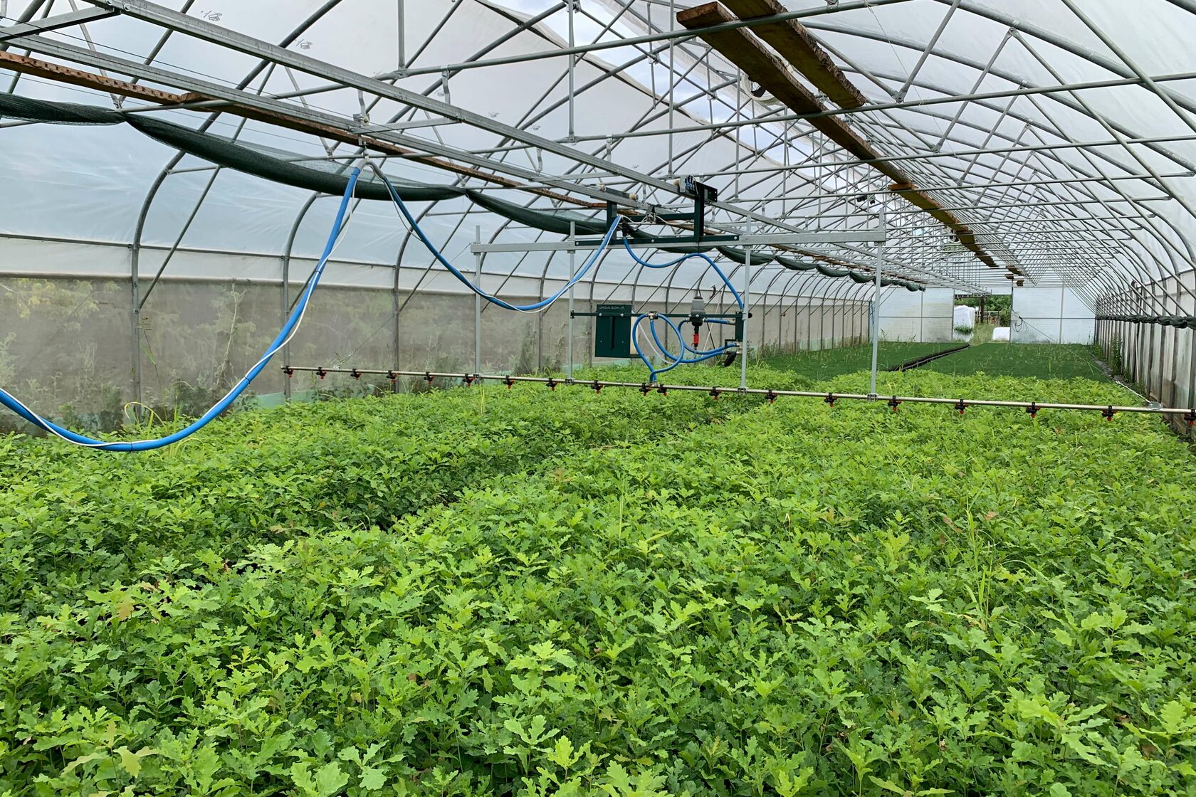 питомник в теплице