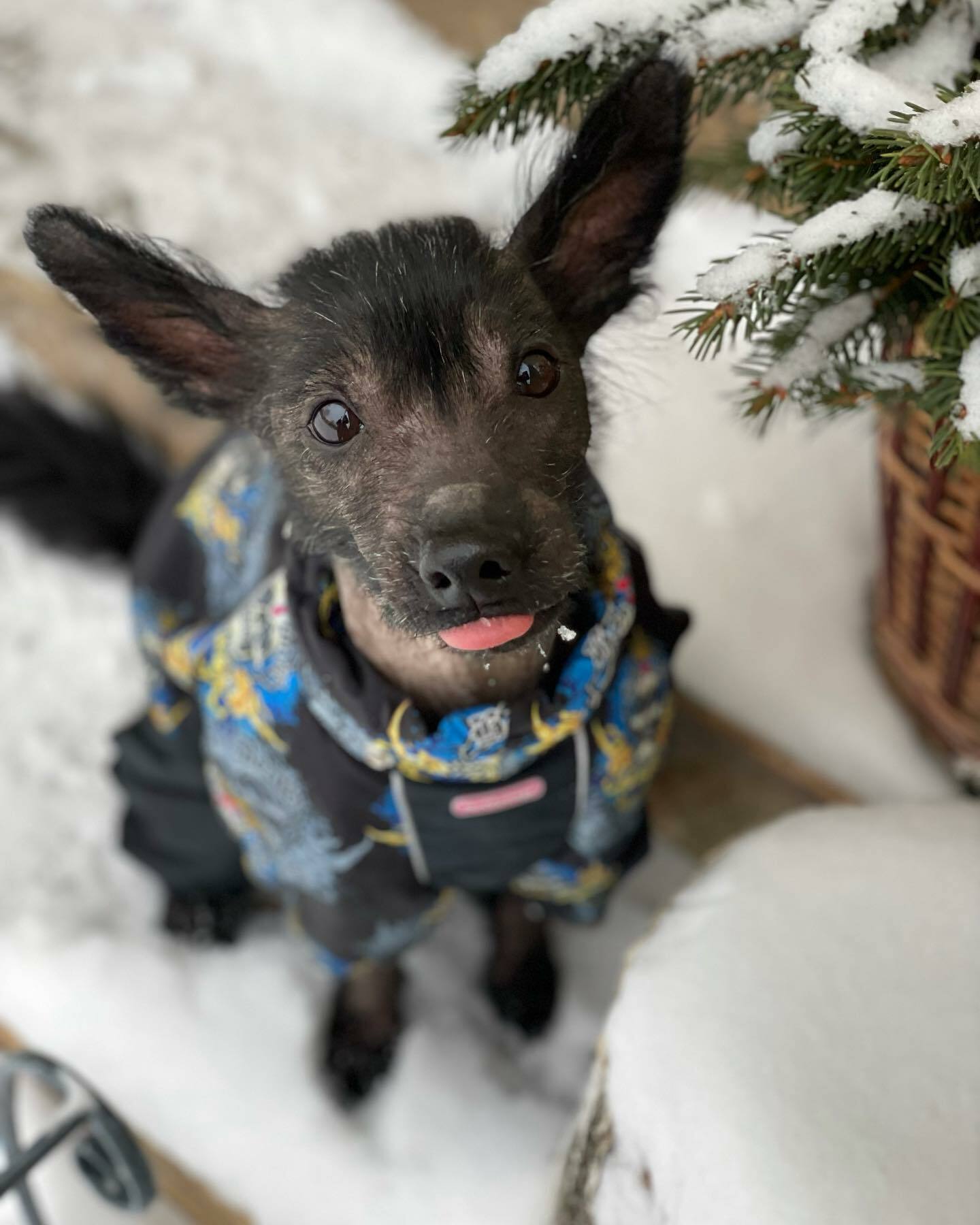 Зоогостиница