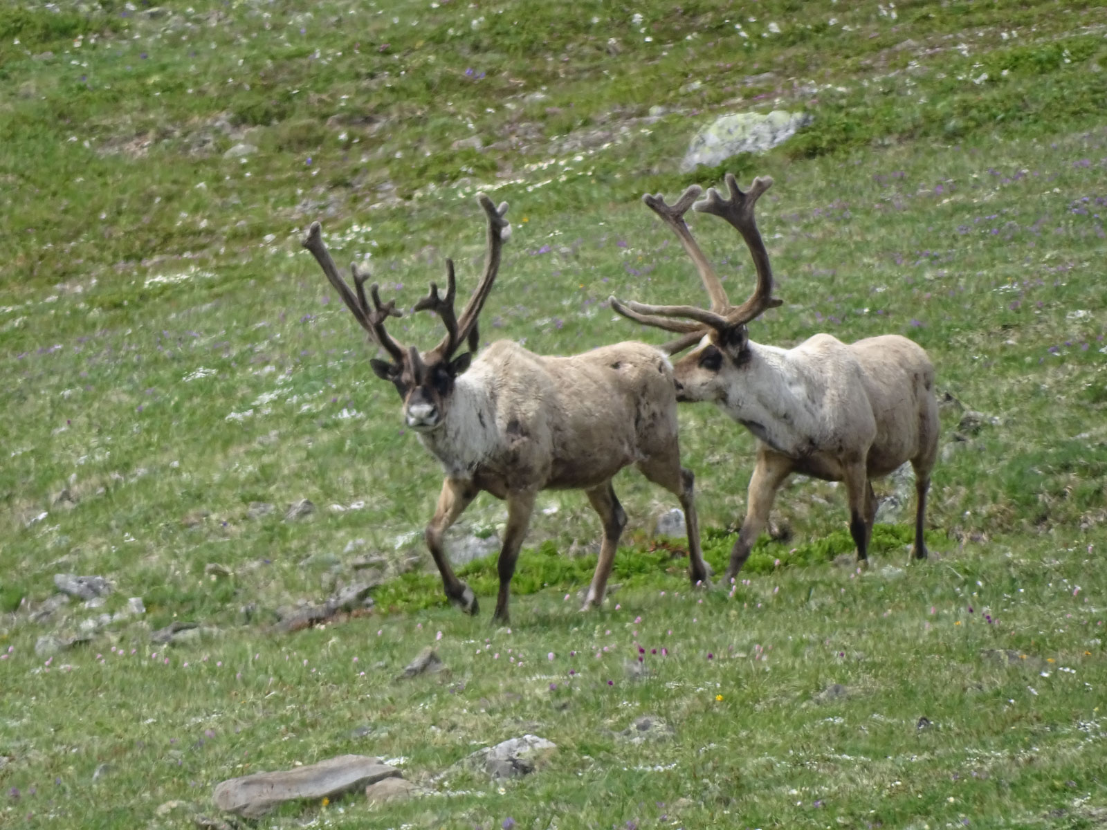 По следам северного оленя