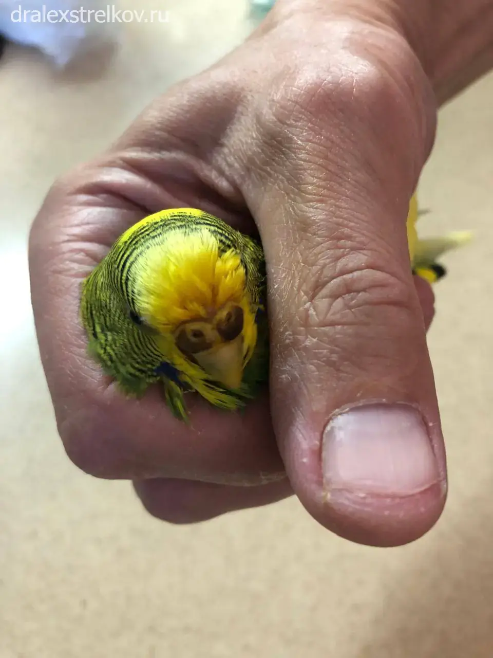 Попугай после стрессового выщипывания перьев