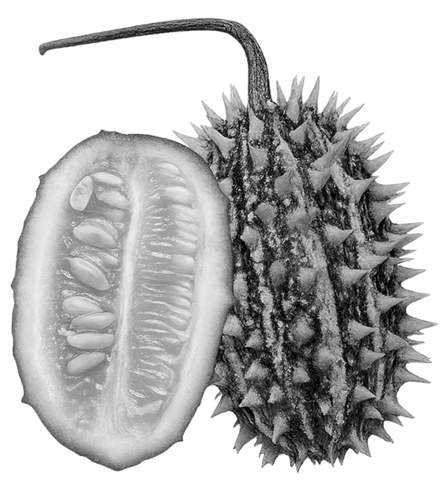 Дикий огурец