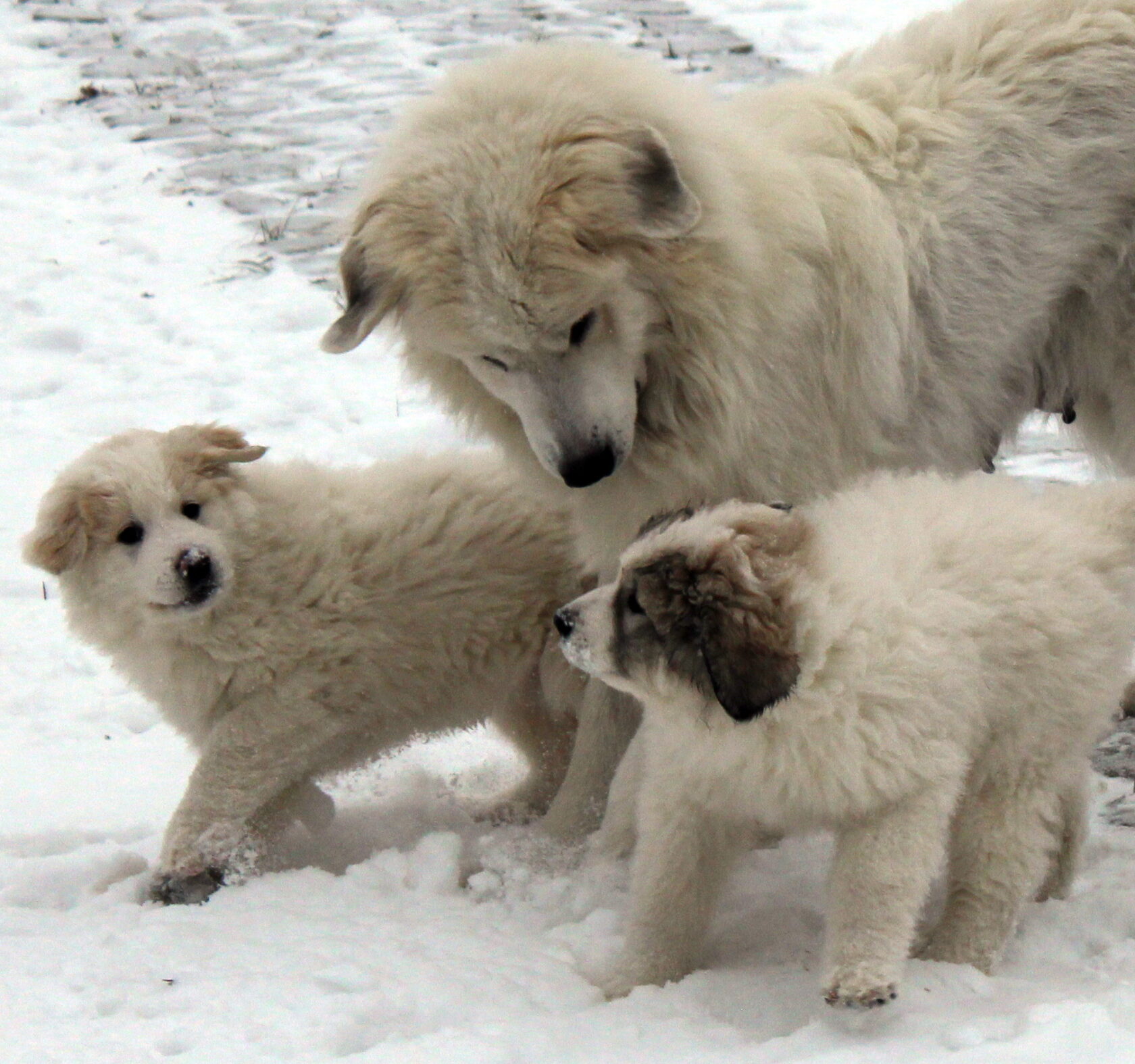 фото горных собак