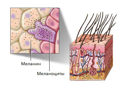 Дерматоскопия родинок и новообразований - цены в Минске