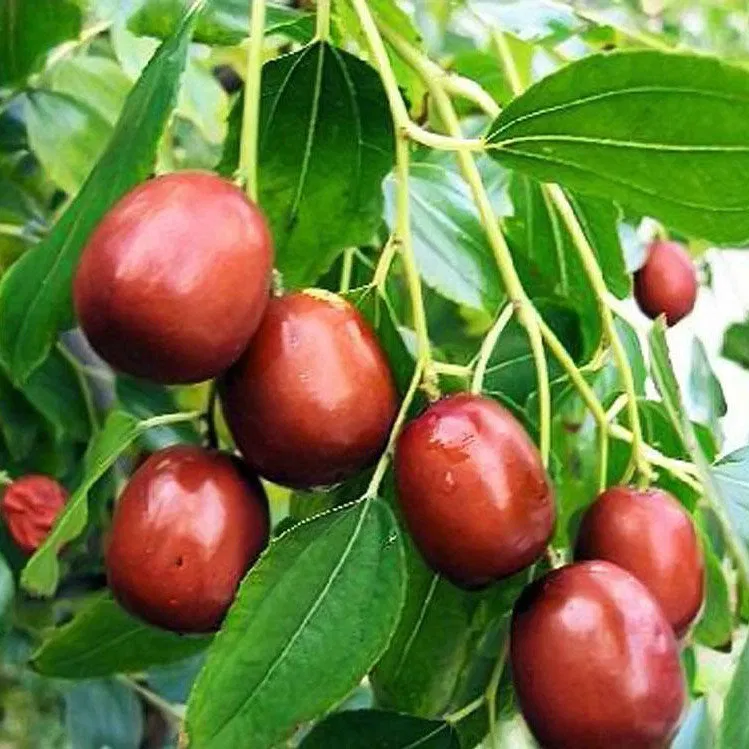 Унаби привитый