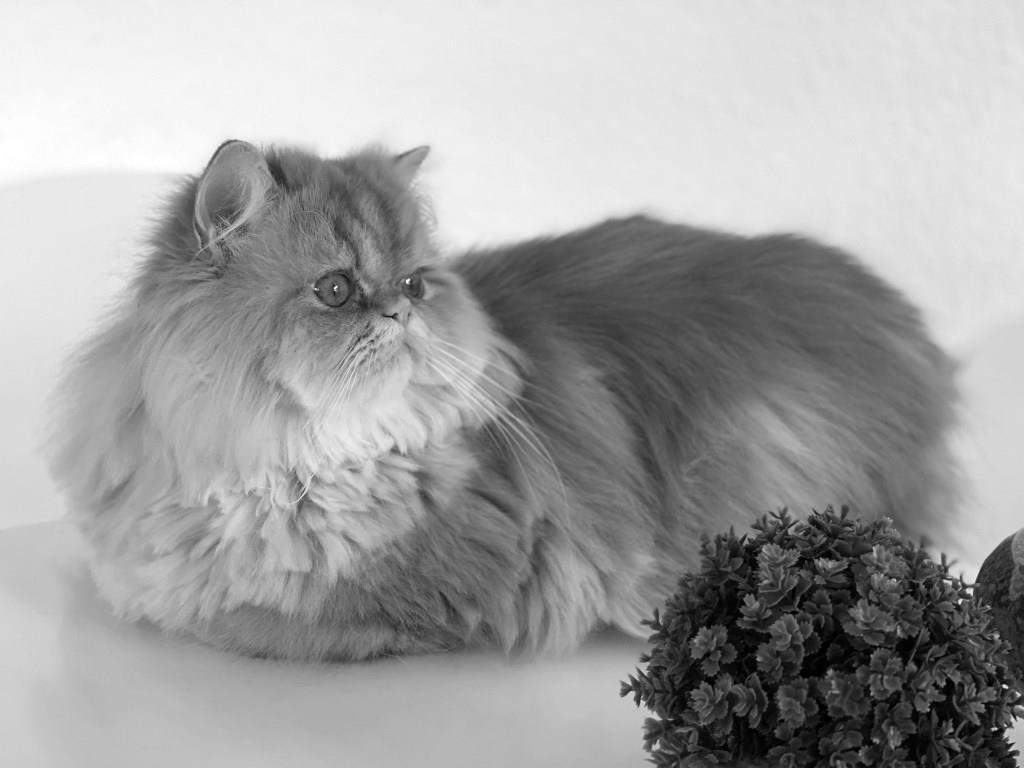 Персидская кошка