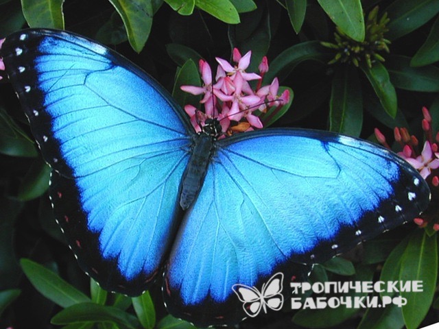 Живая бабочка Морфа c размахом крыльев до 16 см в Москве купить с ...