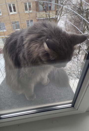 В балконе кошек «Васька» зимой сидит кошка