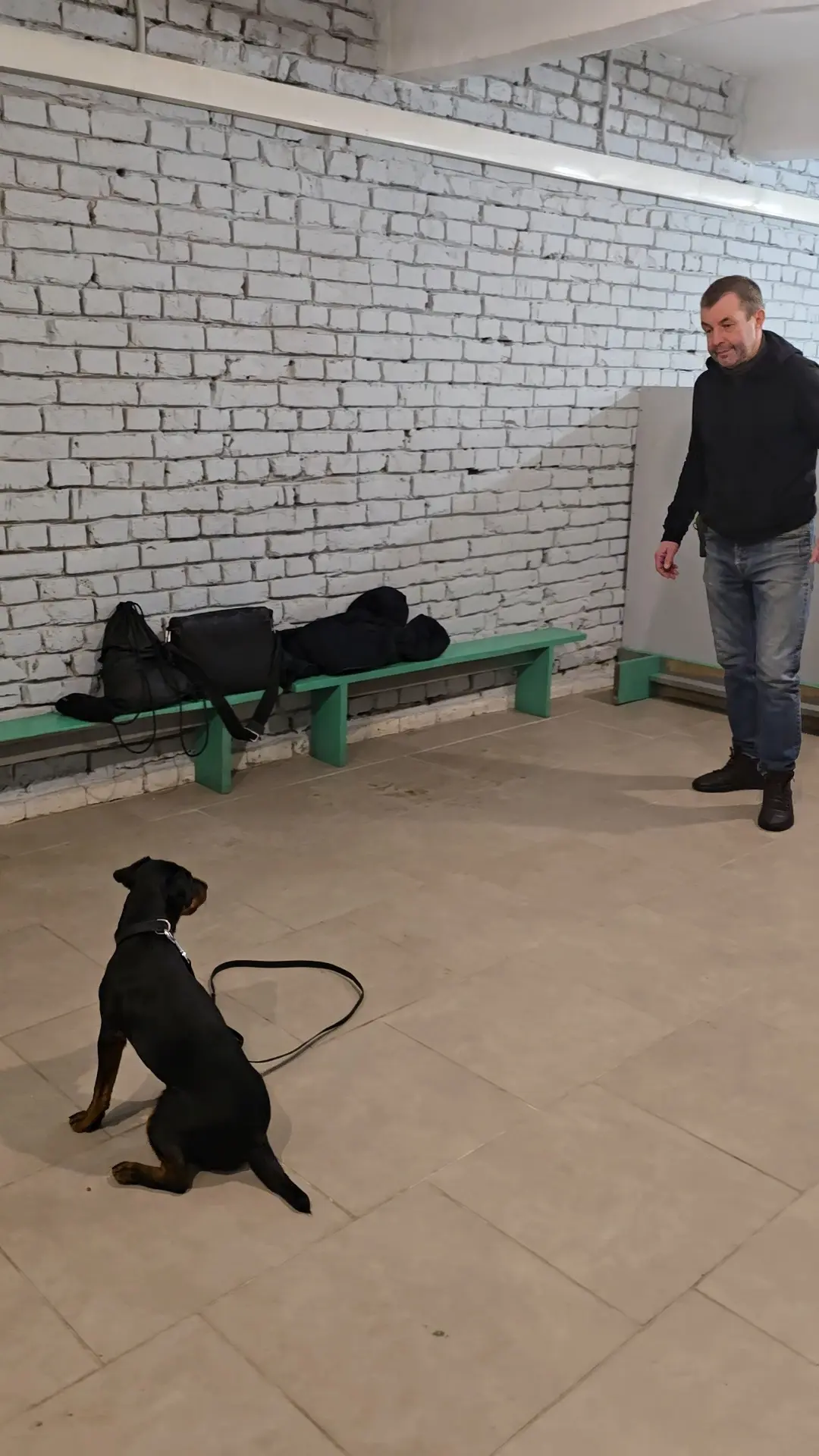 Вторая стадия навыка. Собака работает на расстоянии, в новом месте.