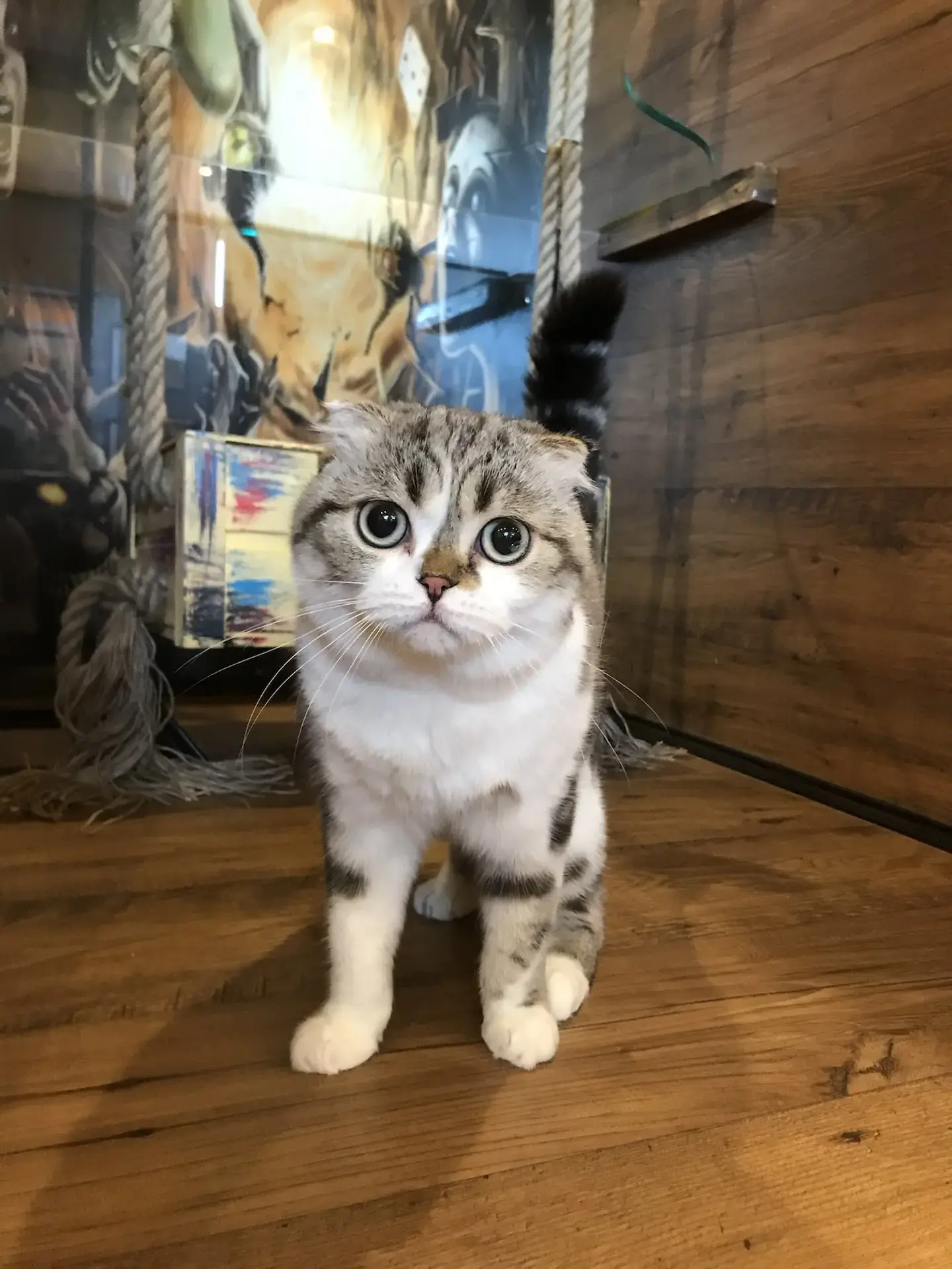 Кошка в своём номере