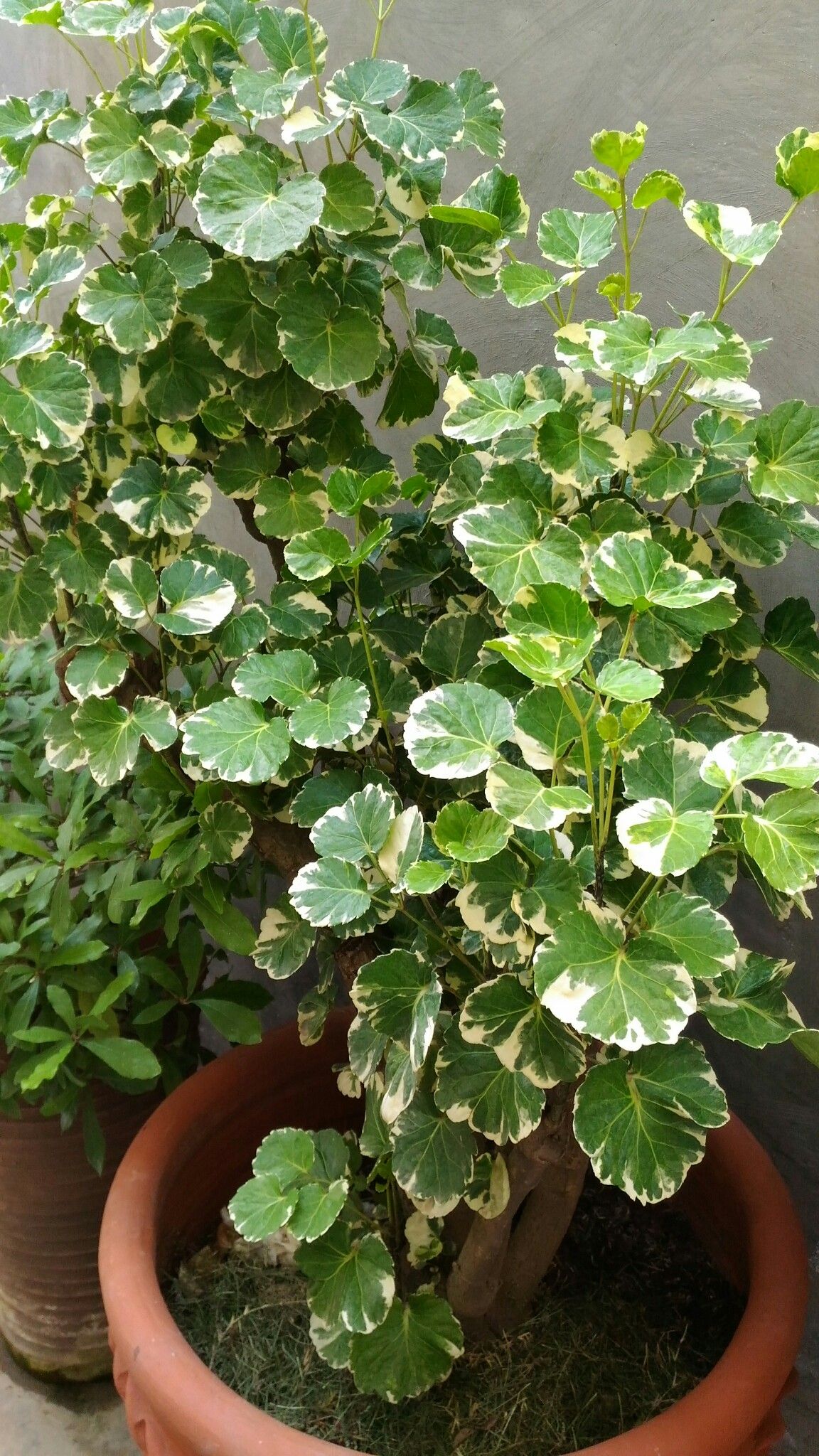 Succulent in ceramic pot