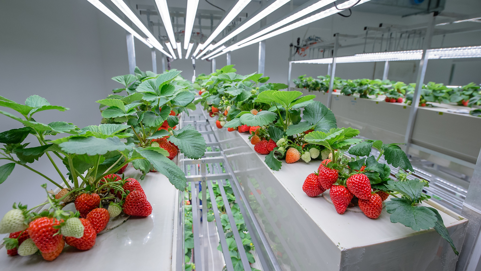 Sweeter And The Most Delicious We Are Making Researches Of Strawberry