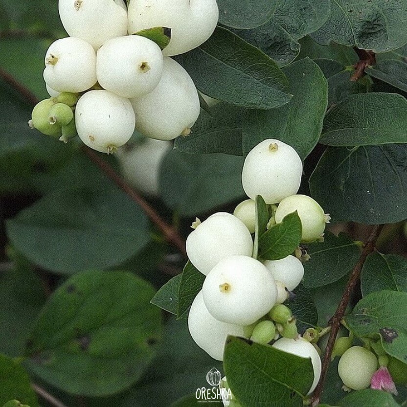 Symphoricarpos albus shrub full shade under trees woodland garden