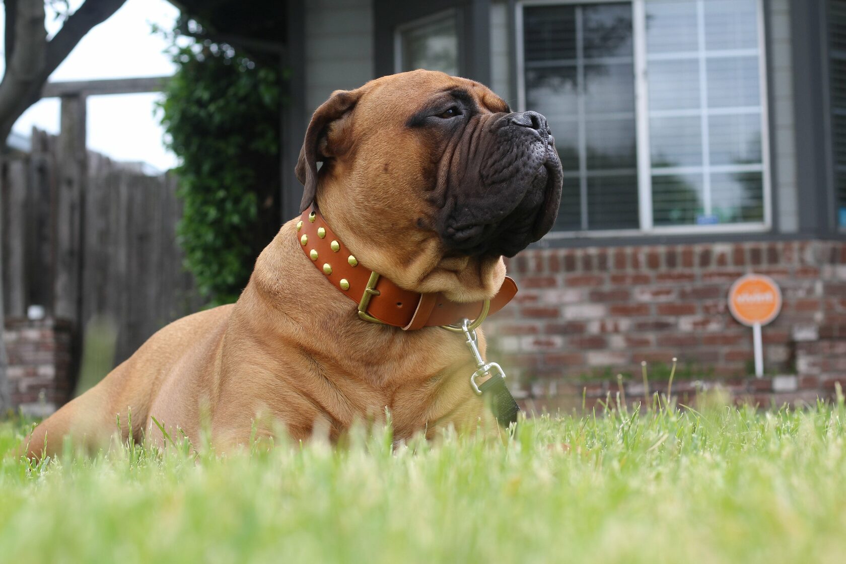 Leather Dog Collars | 17 Leather Collars to Suit Every Dog Style