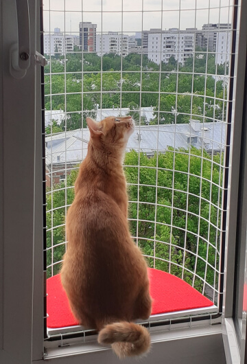 Балкон кошек «Васька» с красным ковриком