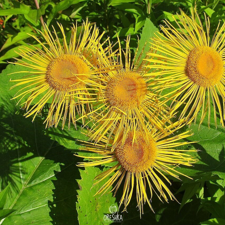 Seeds of Elecampane (Inula)