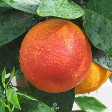 Seeds of Orange red morocco (Citrus sinensis)
