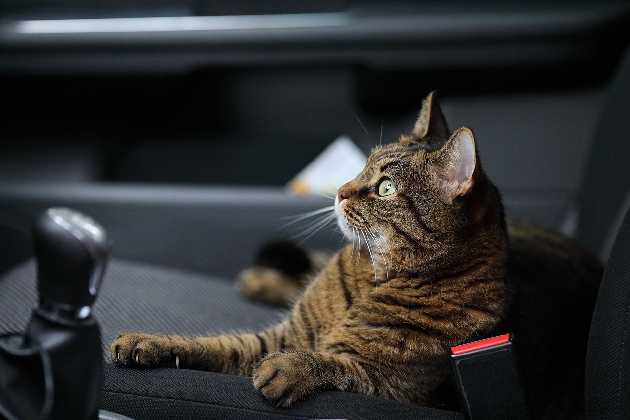 Перевозка кошки в автомобиле