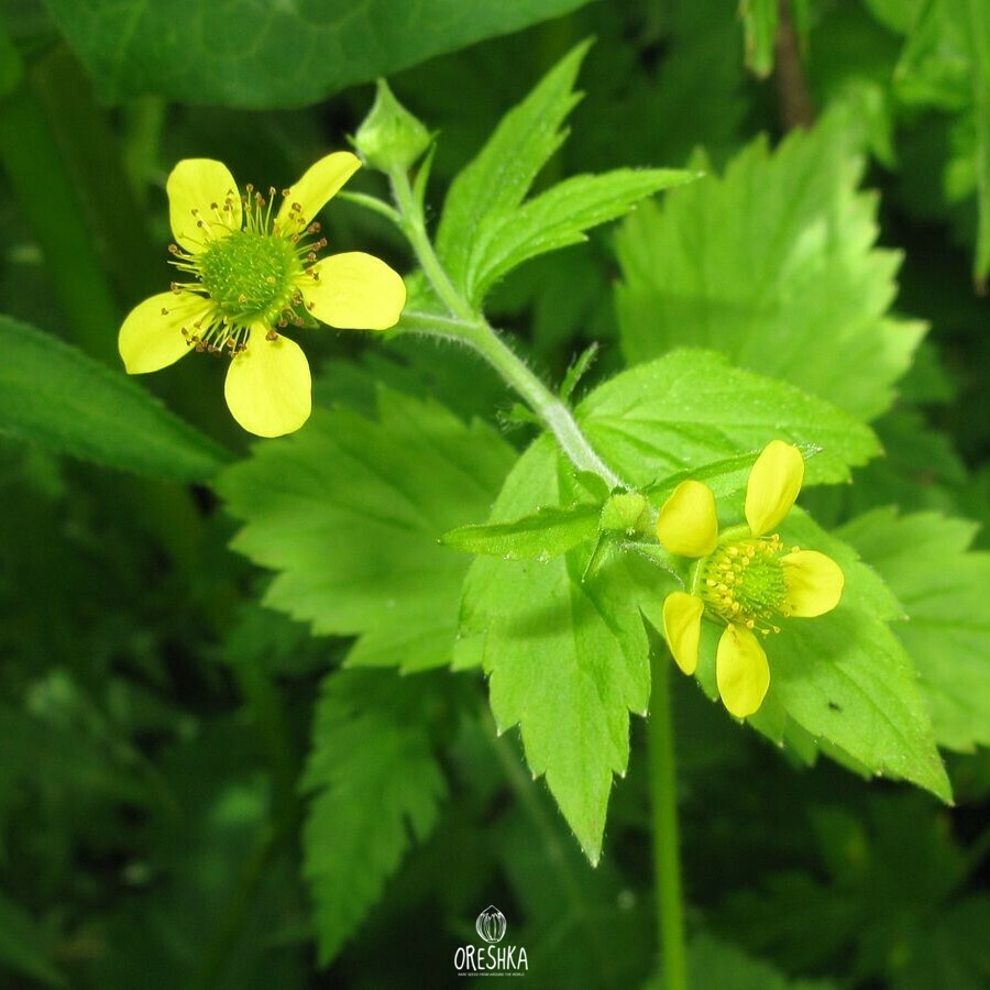Seeds of wood avens (Geum urbanum) — 50 pcs