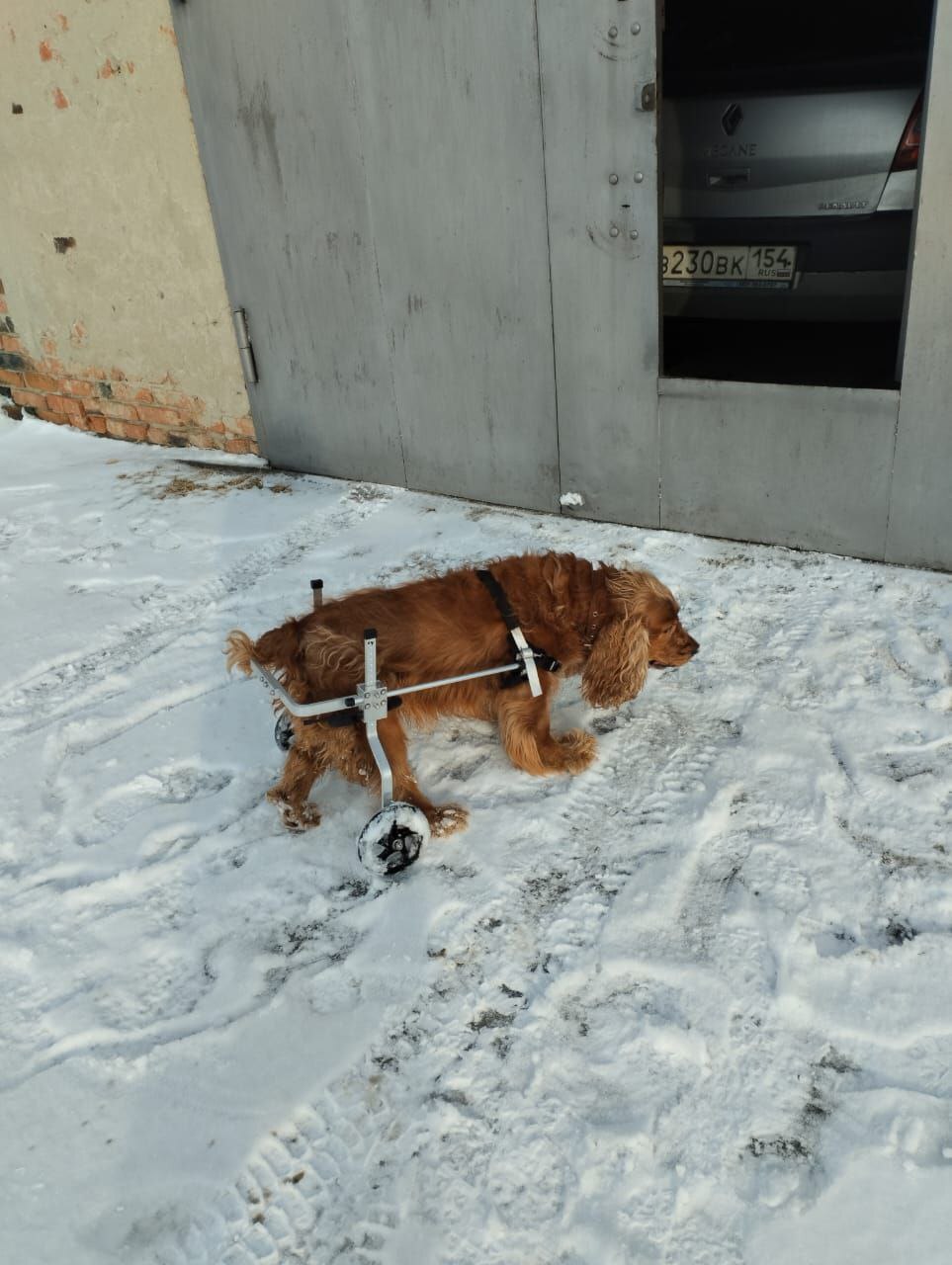 Golden Retriever Welpe