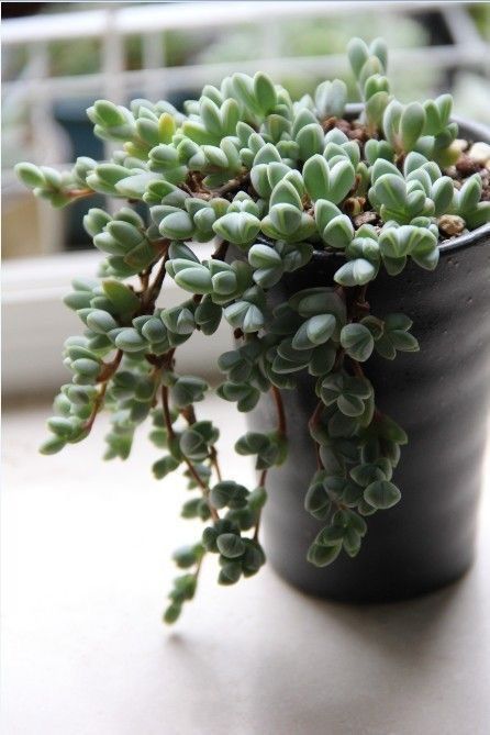 Potted plant on wooden shelf