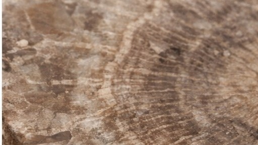 permineralized fossil petrified wood cross section mineral structure detail