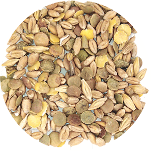 Зерносмесь кормовая пшеница, чечевица, ячмень.