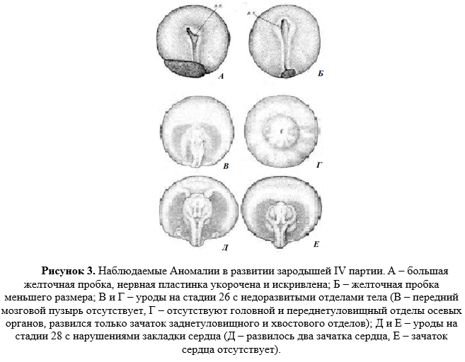Наблюдаемые Аномалии в развитии зародышей 4-й партии