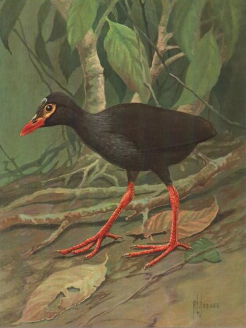 Лесная камышница (Gallinula silvestris)