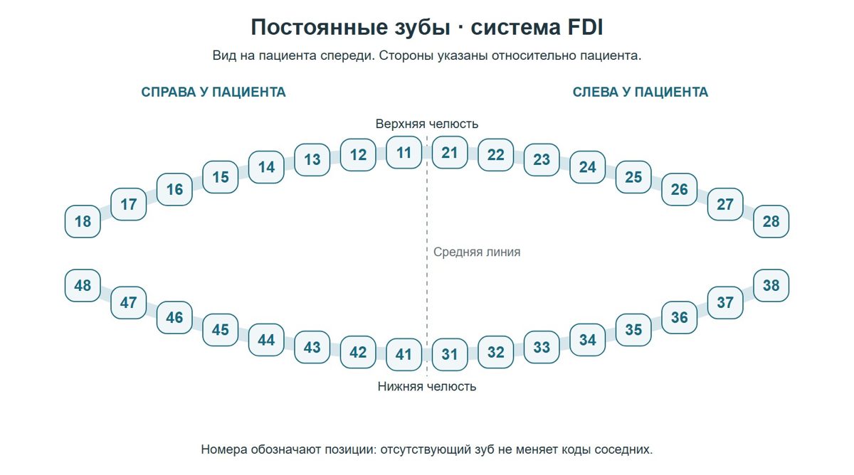 Нумерация постоянных зубов по системе FDI