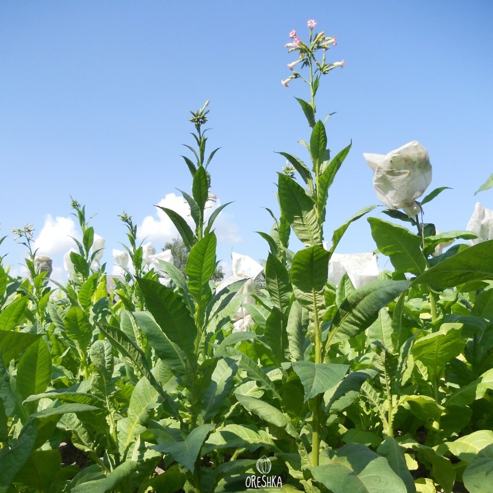 Seeds of Tobacco perique (Nicotiana tabacum) — 300 pcs