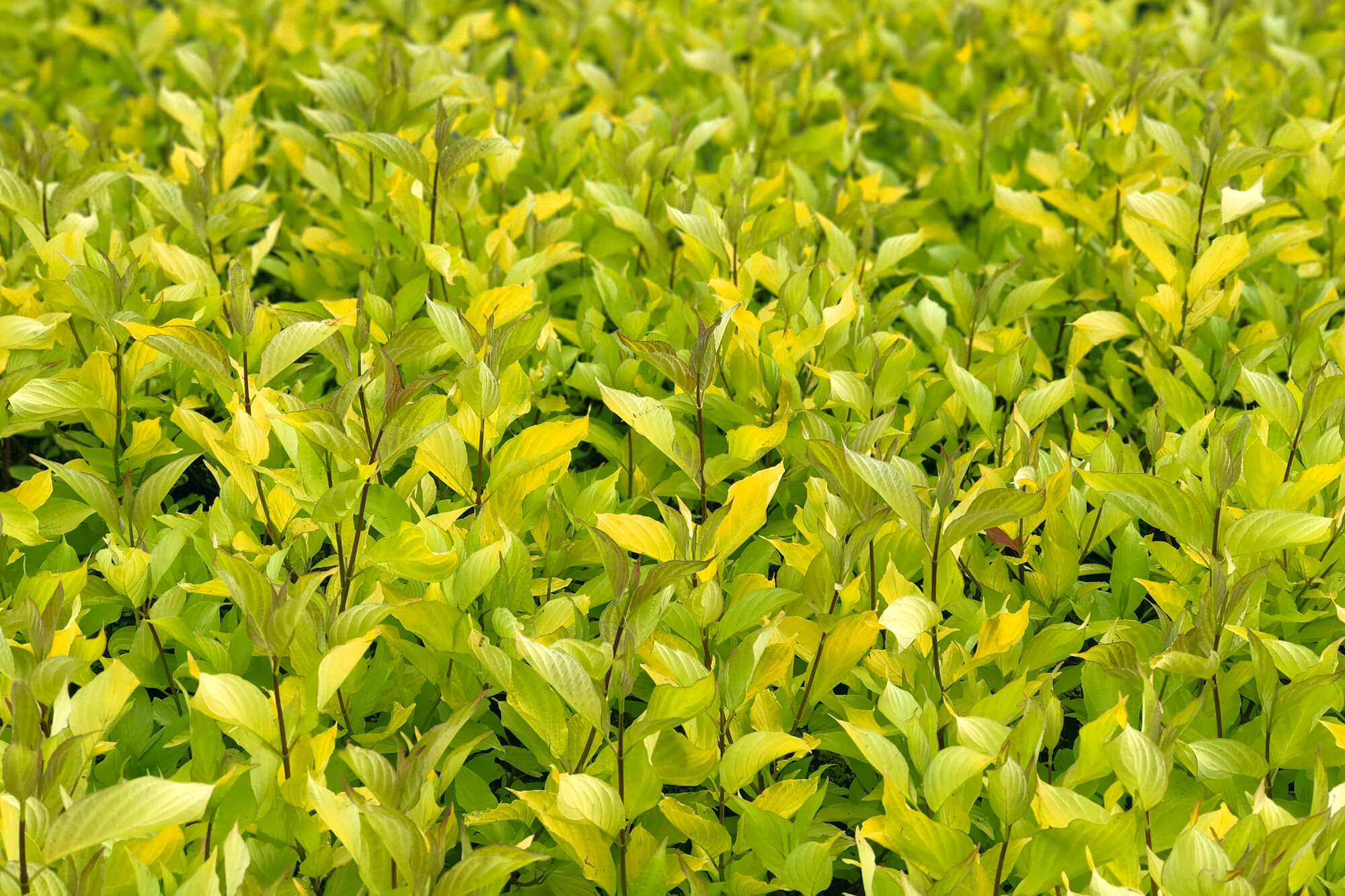 Cornus Alba 'Aurea'