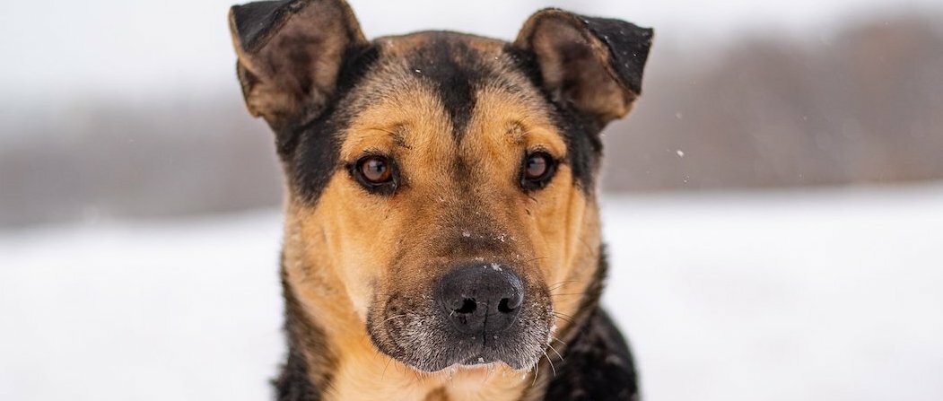 Загадочный пёс Кубик ищет дом υ´• ﻌ •`υ