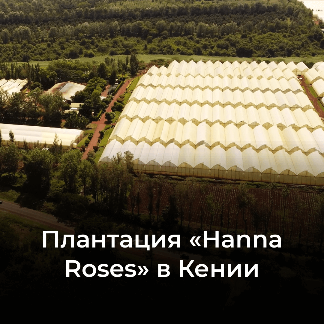 Плантация Hanna Roses в Кении: заказать розы оптом с доставкой