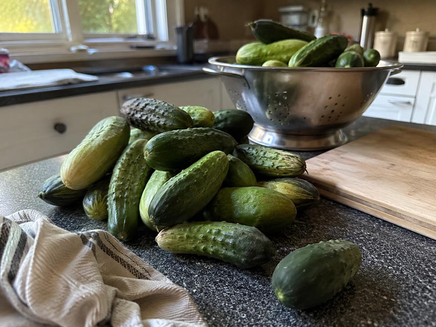 Counter piled with too many freshly picked garden cucumbers