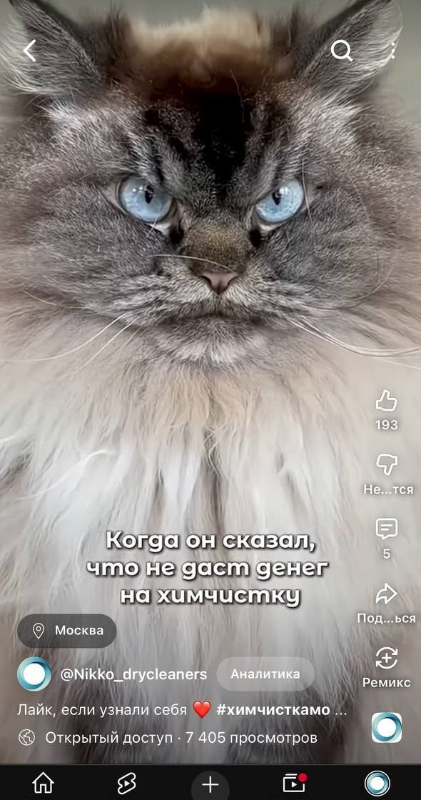 Клип во ВКонтакте от ноября 2025 года и шортс с недовольным котом.