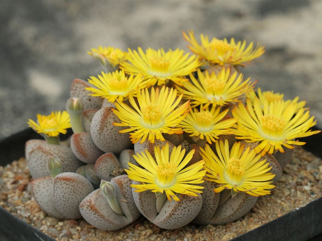 Dinteranthus vanzylii