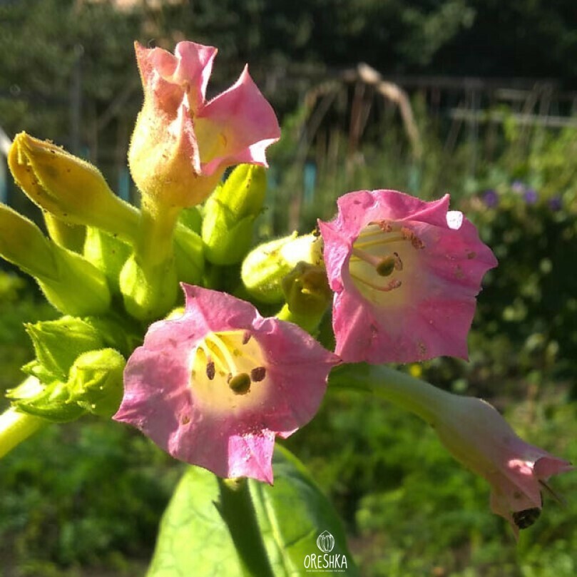 Seeds of Tobacco Burley-9 (Nicotiana tabacum) — 300 pcs